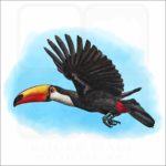 Toco Toucan illustration