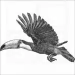 Toco Toucan