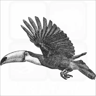 Toco Toucan