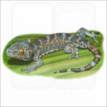 Tokay Gecko illustration