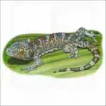 Tokay Gecko illustration