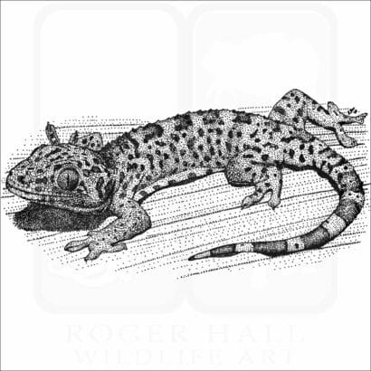 Tokay Gecko
