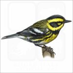 Townsend's Warbler illustration