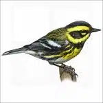 Townsend's Warbler illustration