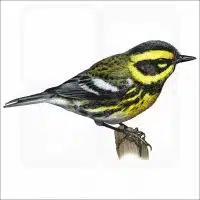Townsend's Warbler illustration