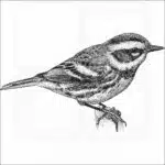 Townsend's Warbler