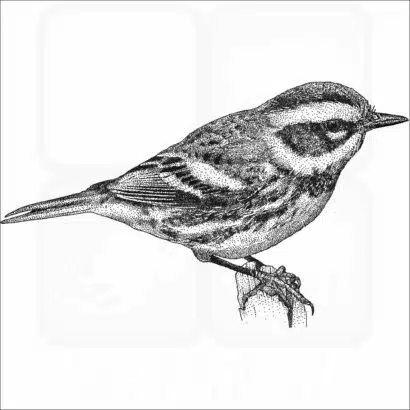 Townsend's Warbler