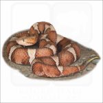 Trans-Pecos Copperhead illustration
