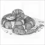 Trans Pecos Copperhead