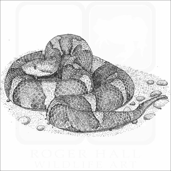 Trans Pecos Copperhead