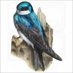 Tree Swallow illustration