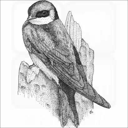Tree Swallow