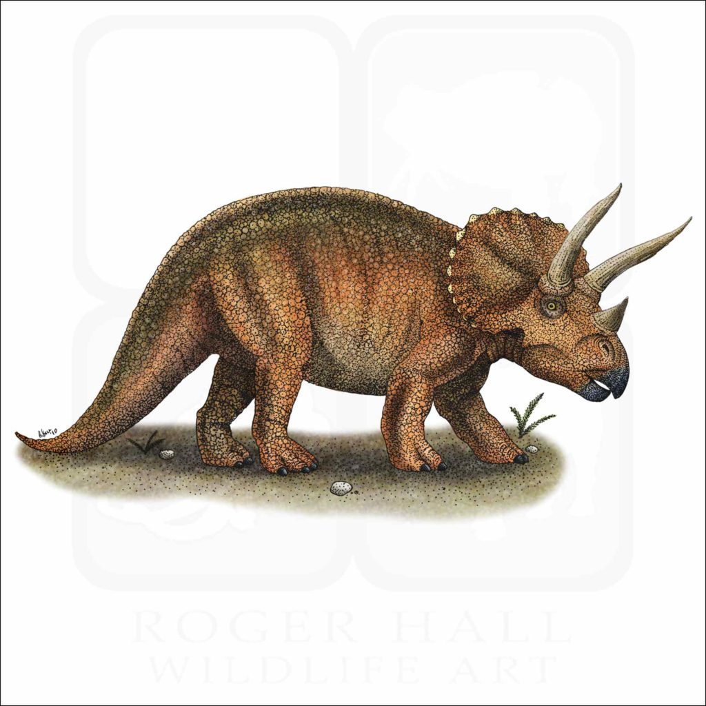Triceratops - Signed Fine Art Print