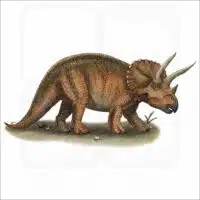 Triceratops illustration