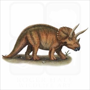 Triceratops illustration