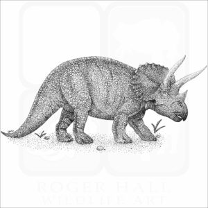 Triceratops