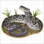 Tropical or South American Rattlesnake illustation