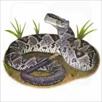 Tropical or South American Rattlesnake illustation