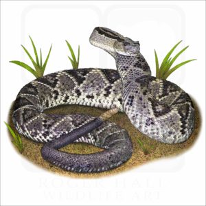 Tropical or South American Rattlesnake illustation
