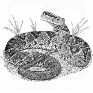 Tropical or South American Rattlesnake