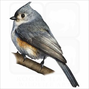 Tufted Titmouse illustration