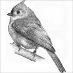 Tufted Titmouse