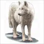 Tundra Wolf illustration