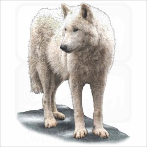 Tundra Wolf illustration