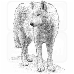 Tundra Wolf