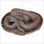 Twin-Spotted Rattlesnake illustration