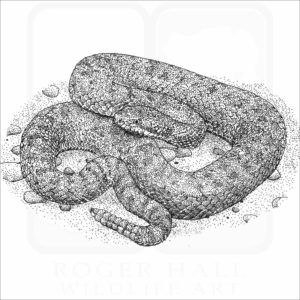 Twin-Spotted Rattlesnake