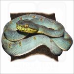 Two-Striped Forest Pitviper illustration