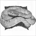 Two-Striped Forest Pitviper