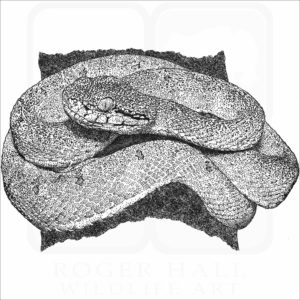 Two-Striped Forest Pitviper