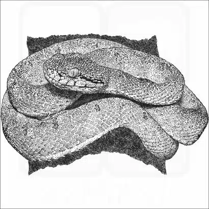 Two-Striped Forest Pitviper