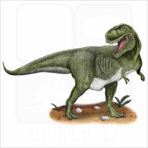 Tyrannosaurus Rex illustration