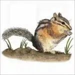 Uinta Chipmunk illustration
