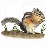 Uinta Chipmunk illustration
