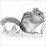 Uinta Chipmunk