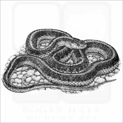 Valley Garter Snake