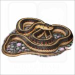 Valley Garter Snake illustration