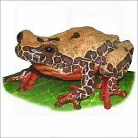 Variable Clown Treefrog illustration