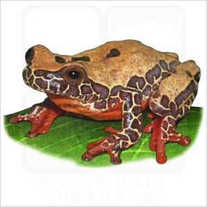 Variable Clown Treefrog illustration