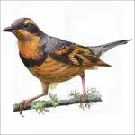 Varied Thrush illustration