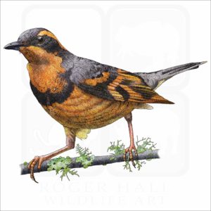 Varied Thrush illustration