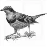 Varied Thrush