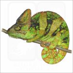 Veiled Chameleon illustration