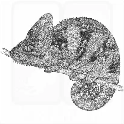 Veiled Chameleon