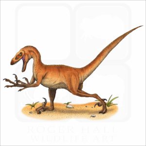 Velociraptor illustration