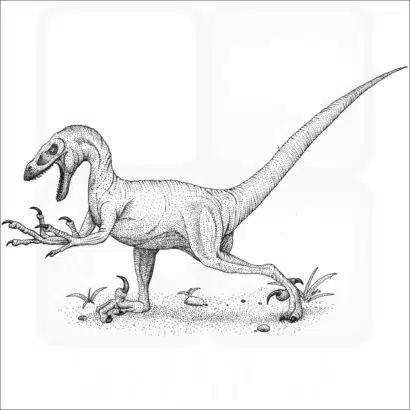 Velociraptor
